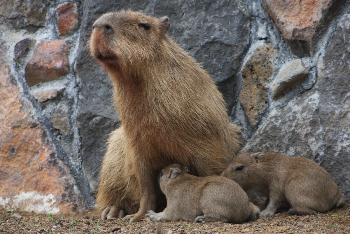 カピバラの名づけ親になれるかも!?　伊豆シャボテン公園で2匹の赤ちゃんが誕生！
