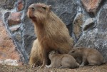 伊豆シャボテン公園で、カピバラの赤ちゃんが2匹誕生！