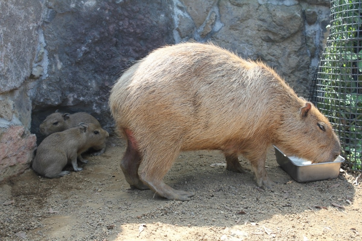 カピバラの名づけ親になれるかも!?　伊豆シャボテン公園で2匹の赤ちゃんが誕生！