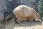 伊豆シャボテン公園で、カピバラの赤ちゃんが2匹誕生！