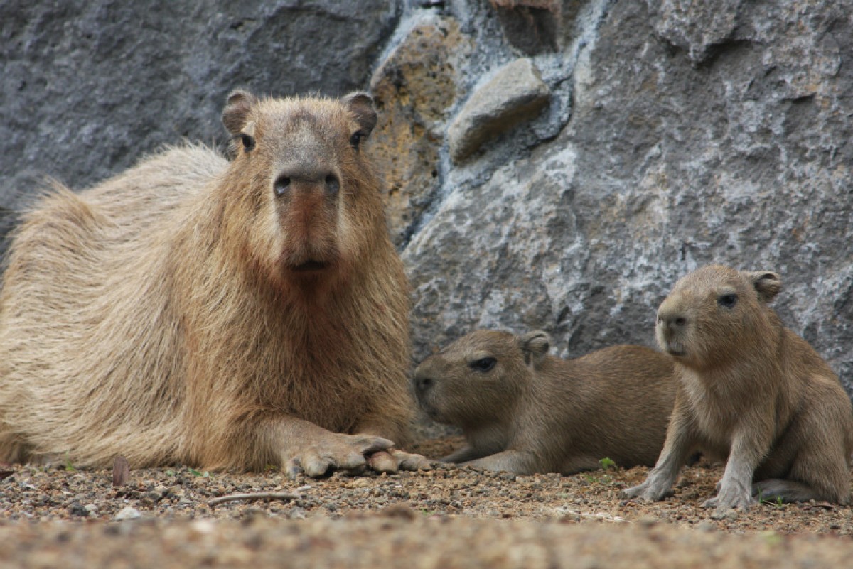 伊豆シャボテン公園で、カピバラの赤ちゃんが2匹誕生!