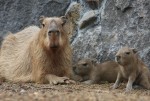 伊豆シャボテン公園で、カピバラの赤ちゃんが2匹誕生！