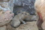 伊豆シャボテン公園で、カピバラの赤ちゃんが2匹誕生！
