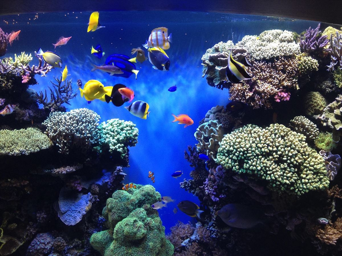世界ランキング1位「モントレー ベイ水族館」カリフォルニア/モントレー