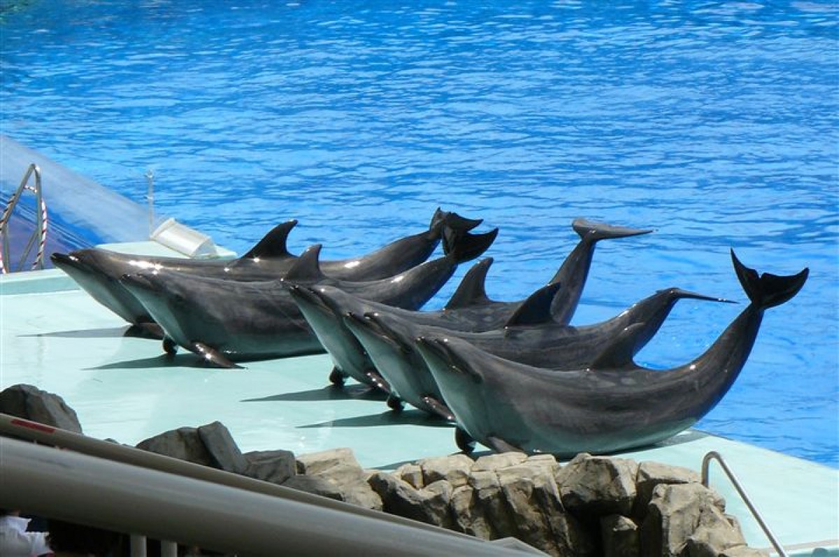「動物園＆水族館編」人気ランキング発表！大阪・海遊館がアジアトップの快挙