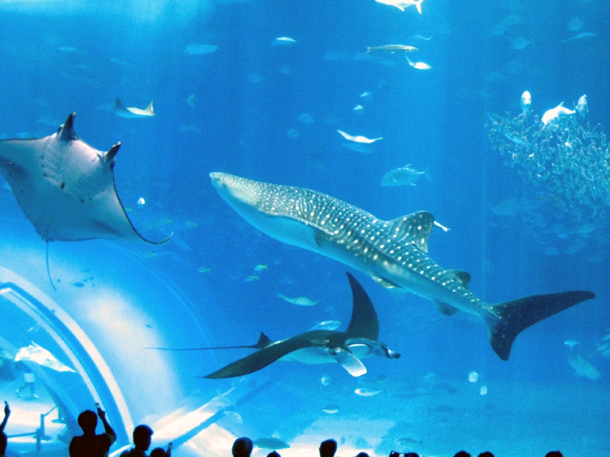 「動物園＆水族館編」人気ランキング発表！大阪・海遊館がアジアトップの快挙