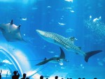 アジアランキング2位「沖縄美ら海水族館」沖縄県／本部町