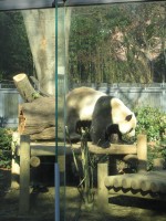 日本ランキング2位「上野動物園 」東京都／台東区