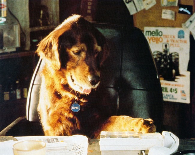 「犬だけど、名誉市長の仕事がんばるよ!」