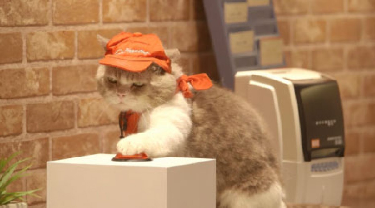 猫が働くピザハット!?　「ピザキャット！店」オープン記念で猫スタッフの動画公開