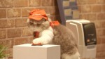 ピザハット「ピザキャット！店」がグランドオープン！記念動画も公開