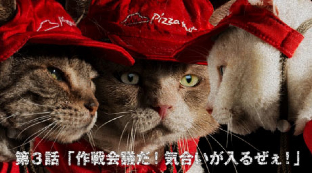 猫が働くピザハット!?　「ピザキャット！店」オープン記念で猫スタッフの動画公開