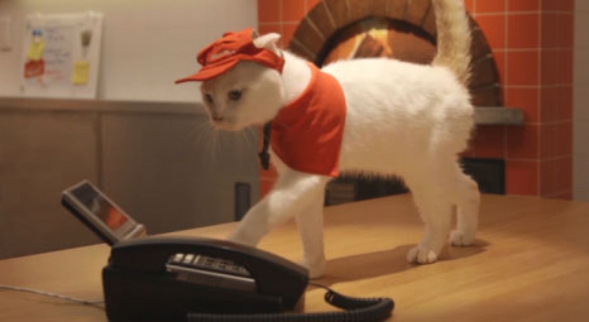 猫が働くピザハット!?　「ピザキャット！店」オープン記念で猫スタッフの動画公開