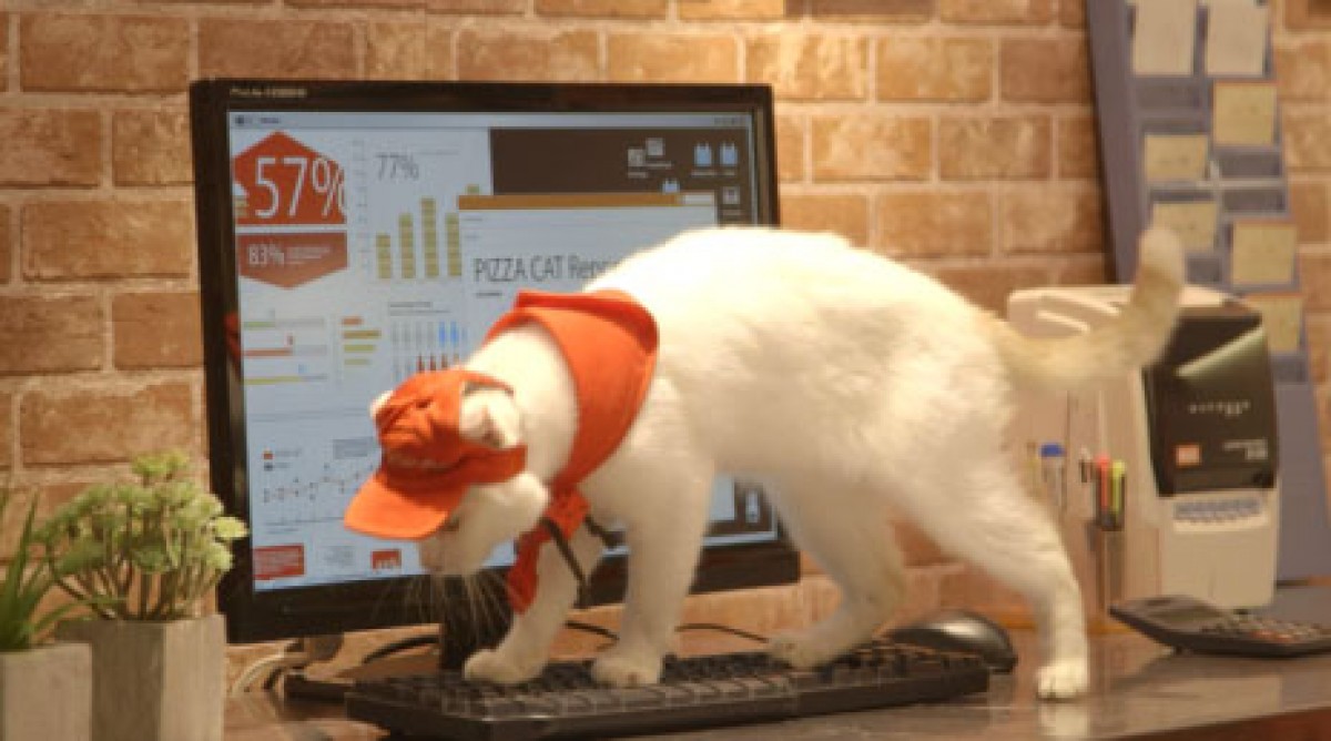猫が働くピザハット!?　「ピザキャット！店」オープン記念で猫スタッフの動画公開