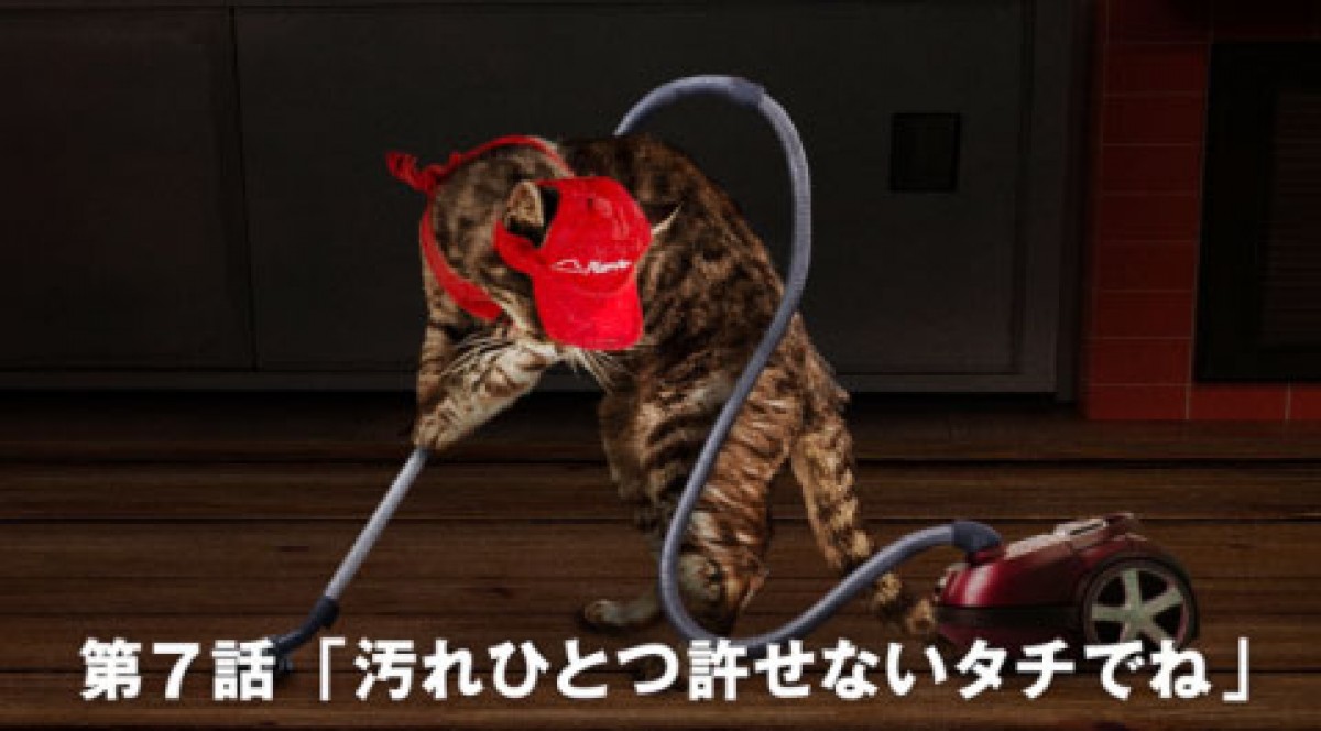猫が働くピザハット!?　「ピザキャット！店」オープン記念で猫スタッフの動画公開
