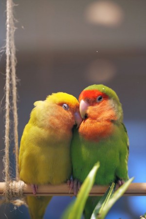 “恋に生きる小鳥”・ラブバードの癒しグッズがことりカフェに大集合！