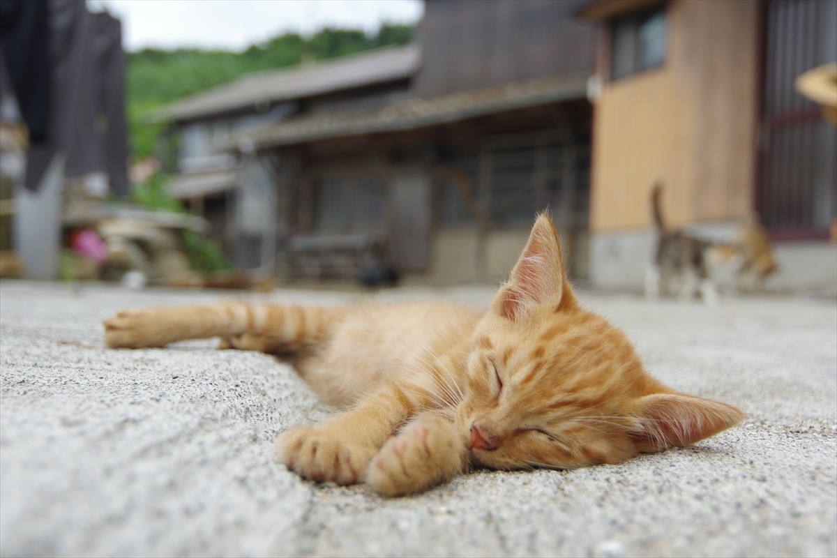 島猫たちののんびりした生活がたっぷり！　ローカル番組『しまねこ日和』がDVD化