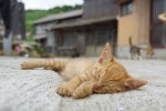 『しまねこ日和～瀬戸内・青島のねこたち～』DVD第1巻は9月27日発売
