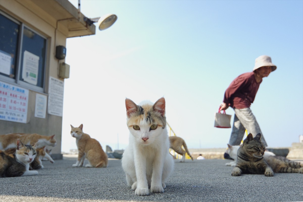 島猫たちののんびりした生活がたっぷり！　ローカル番組『しまねこ日和』がDVD化