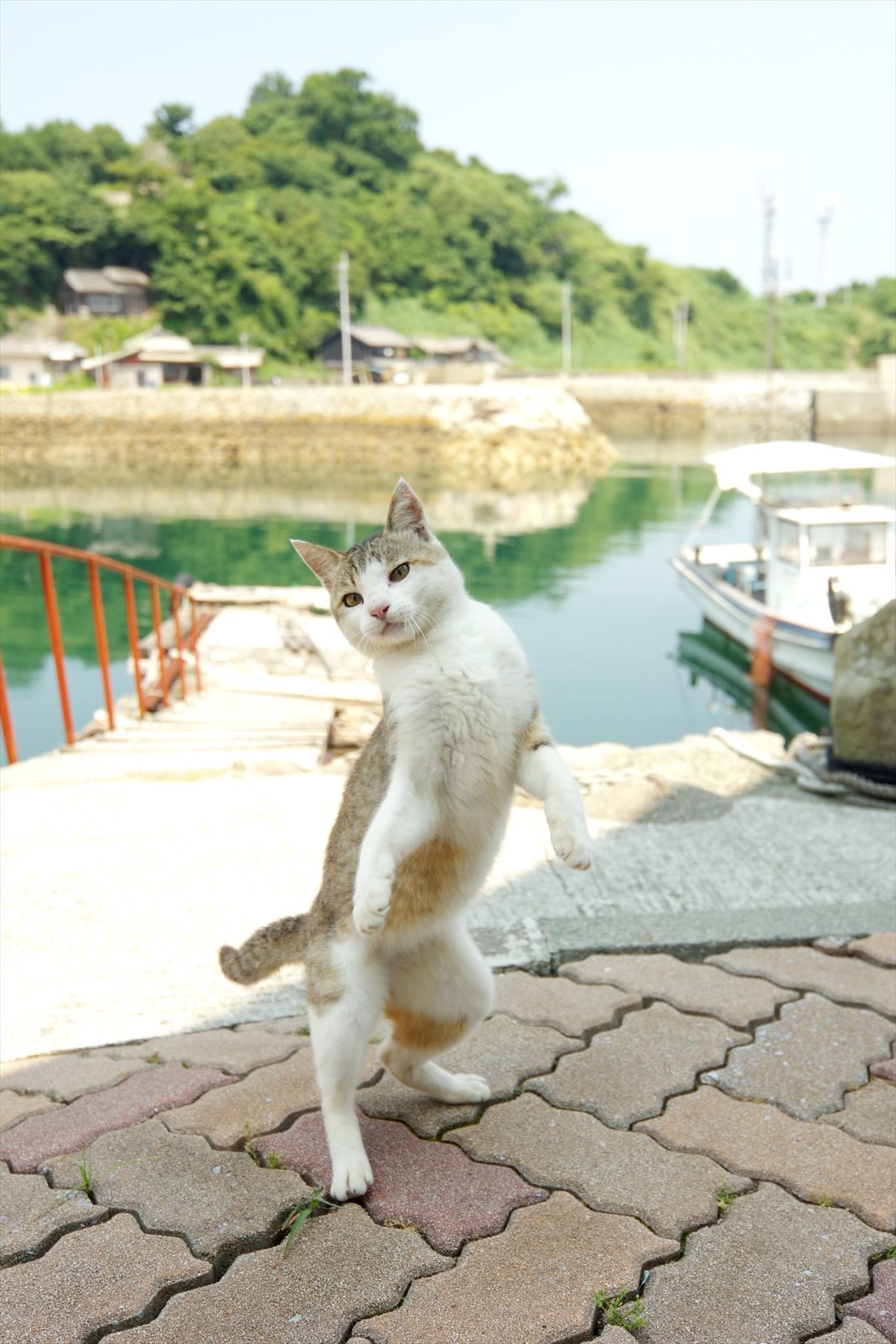 島猫たちののんびりした生活がたっぷり！　ローカル番組『しまねこ日和』がDVD化