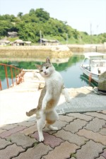 『しまねこ日和～瀬戸内・青島のねこたち～』DVD第1巻は9月27日発売