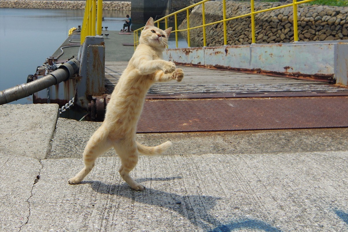 島猫たちののんびりした生活がたっぷり！　ローカル番組『しまねこ日和』がDVD化