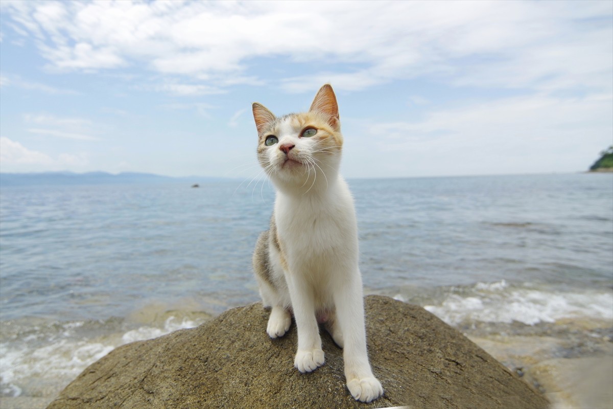 島猫たちののんびりした生活がたっぷり！　ローカル番組『しまねこ日和』がDVD化
