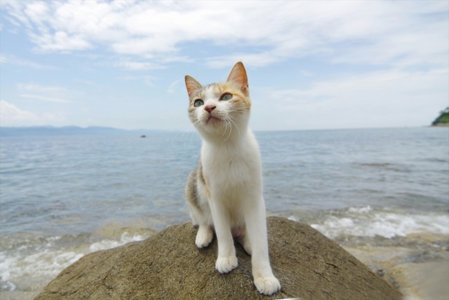 『しまねこ日和~瀬戸内・青島のねこたち~』DVD第1巻は9月27日発売