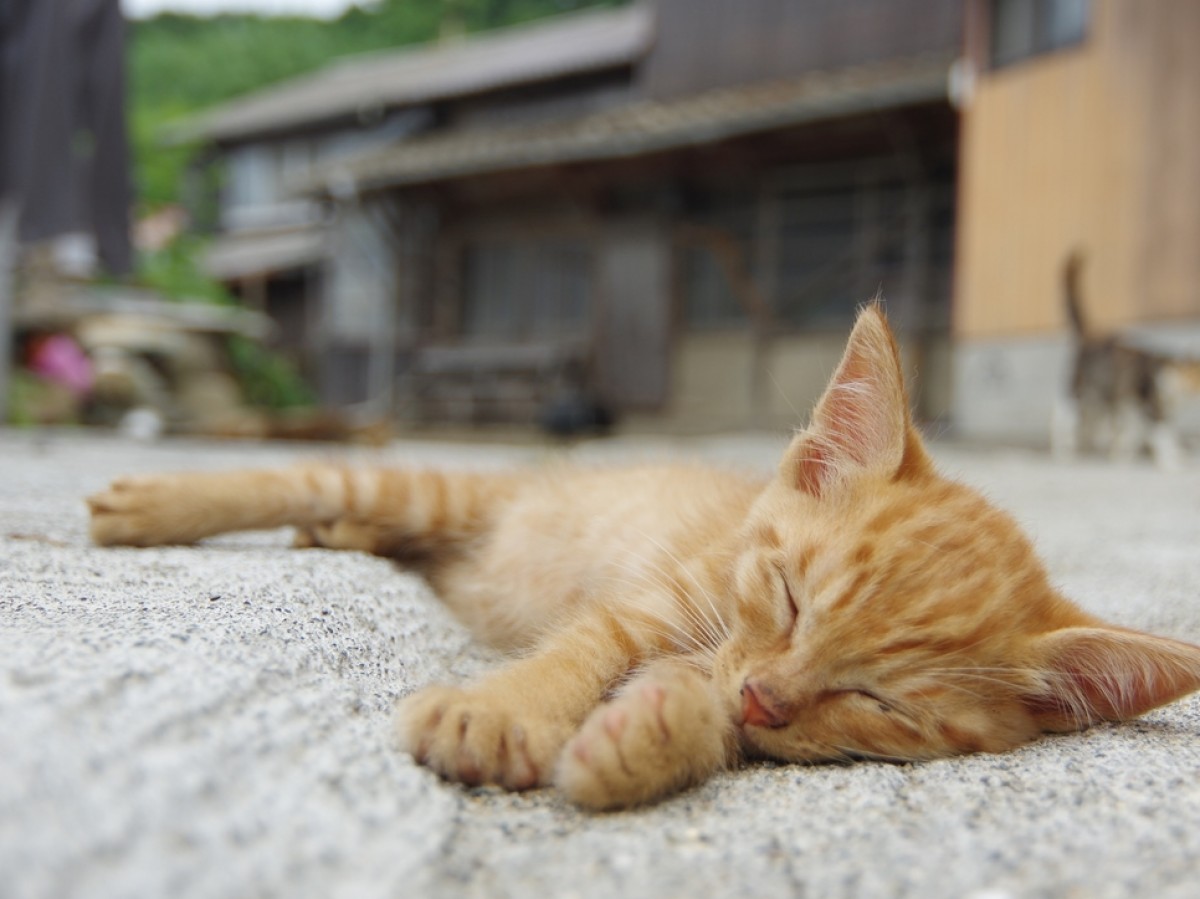 ねこ