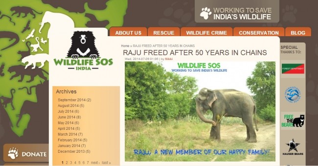 50年間の虐待から解放され涙を流したゾウ「ラジュ」の映画化企画が浮上(※Wildlife SOS Indiaの公式サイトのスクリーンショット)