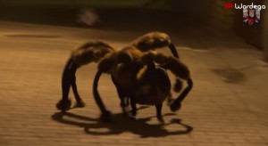 ＜動画＞夜道に巨大蜘蛛出現!? 仮装したワンちゃんの恐怖ドッキリが大人気