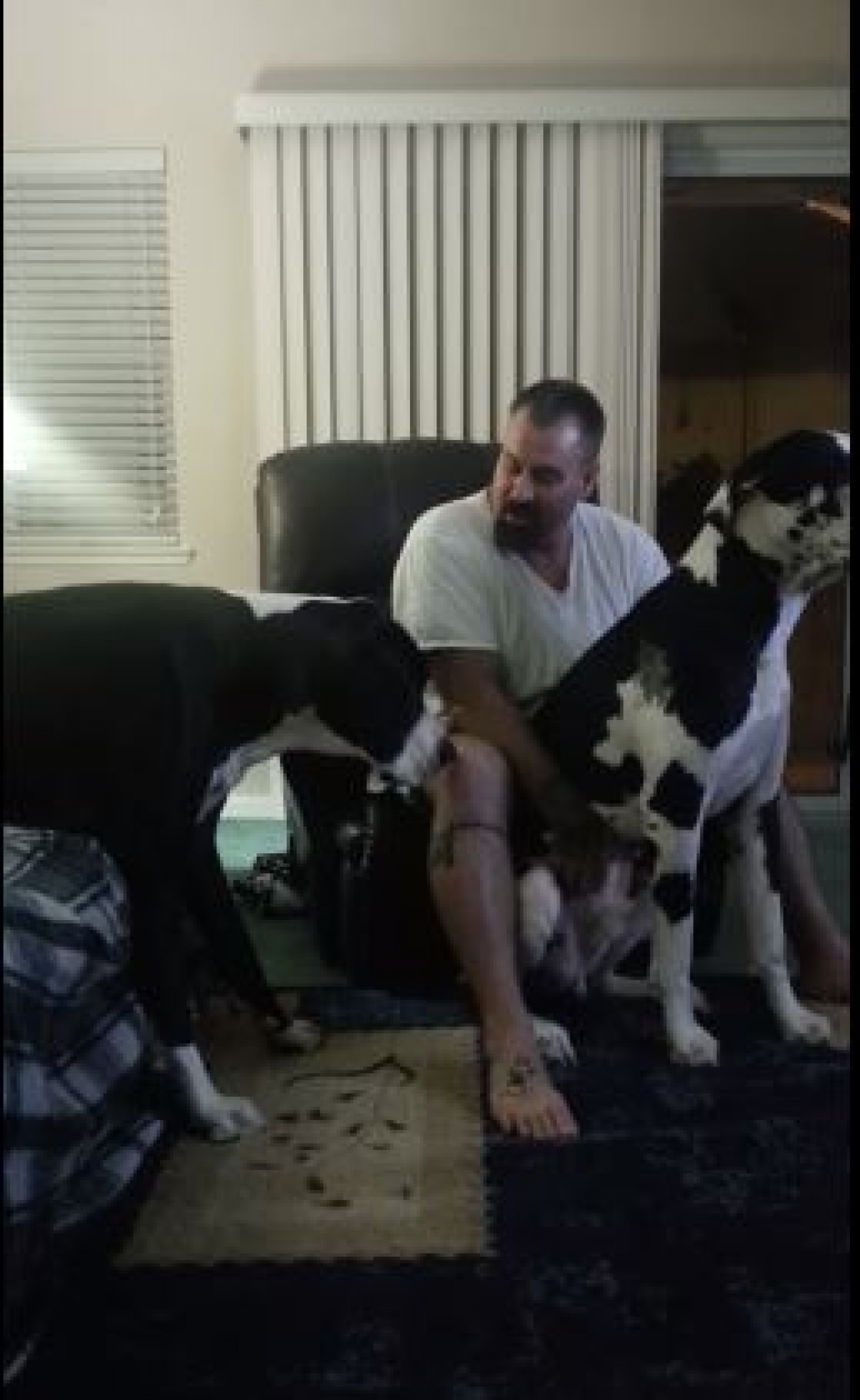＜動画＞犬もふて寝する!? 大型犬が子供のように“すねる姿”が激カワ