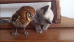 ＜動画＞猫とフクロウが親友に！　ツンデレなじゃれあいにメロメロ