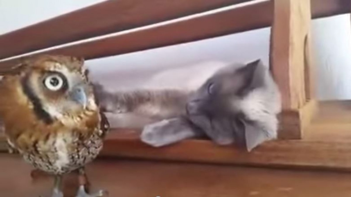＜動画＞猫とフクロウが親友に！　ツンデレなじゃれあいにメロメロ