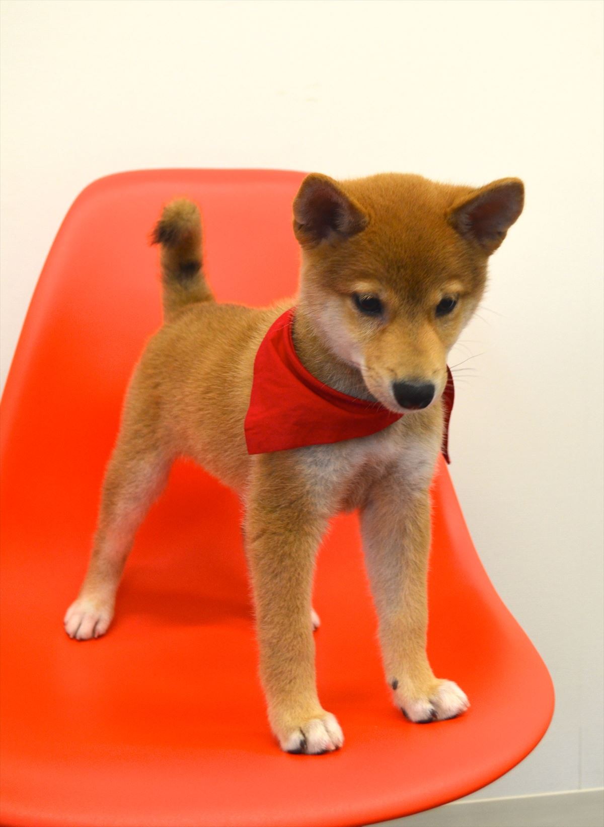 佐藤二朗「犬には全く興味なし」断言するも、実はマメシバ一郎にデレデレ
