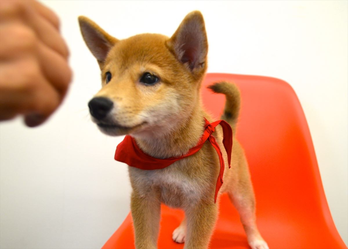 佐藤二朗「犬には全く興味なし」断言するも、実はマメシバ一郎にデレデレ