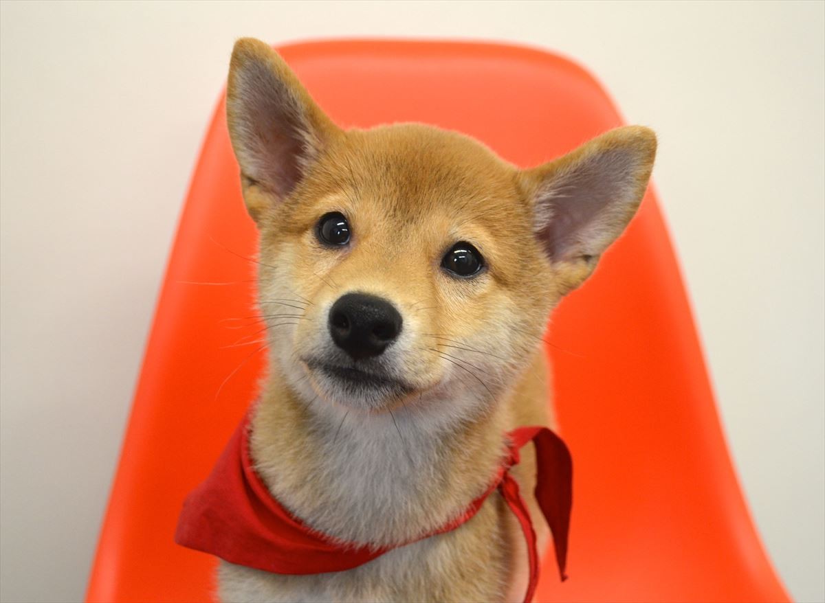 佐藤二朗「犬には全く興味なし」断言するも、実はマメシバ一郎にデレデレ