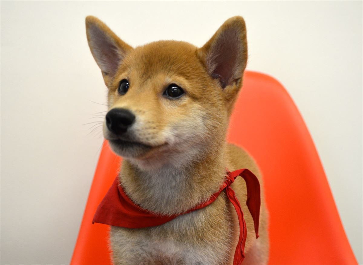 佐藤二朗「犬には全く興味なし」断言するも、実はマメシバ一郎にデレデレ