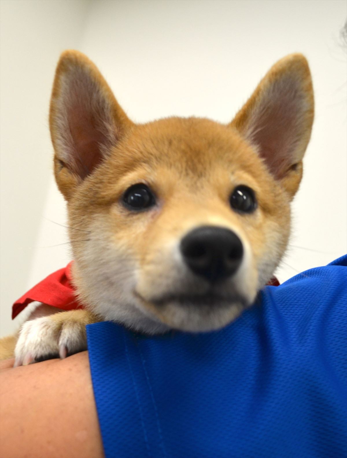 佐藤二朗「犬には全く興味なし」断言するも、実はマメシバ一郎にデレデレ