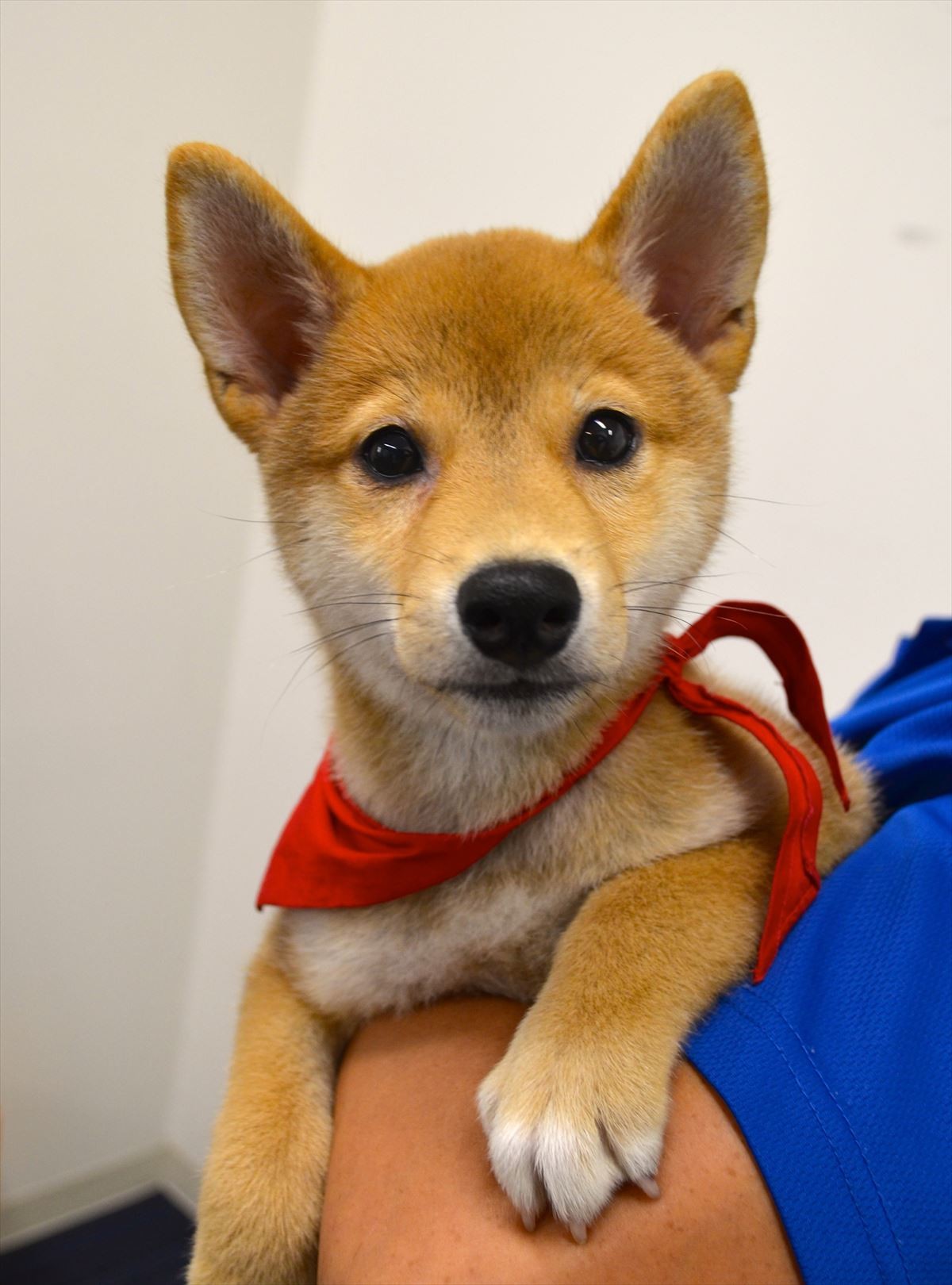 佐藤二朗「犬には全く興味なし」断言するも、実はマメシバ一郎にデレデレ