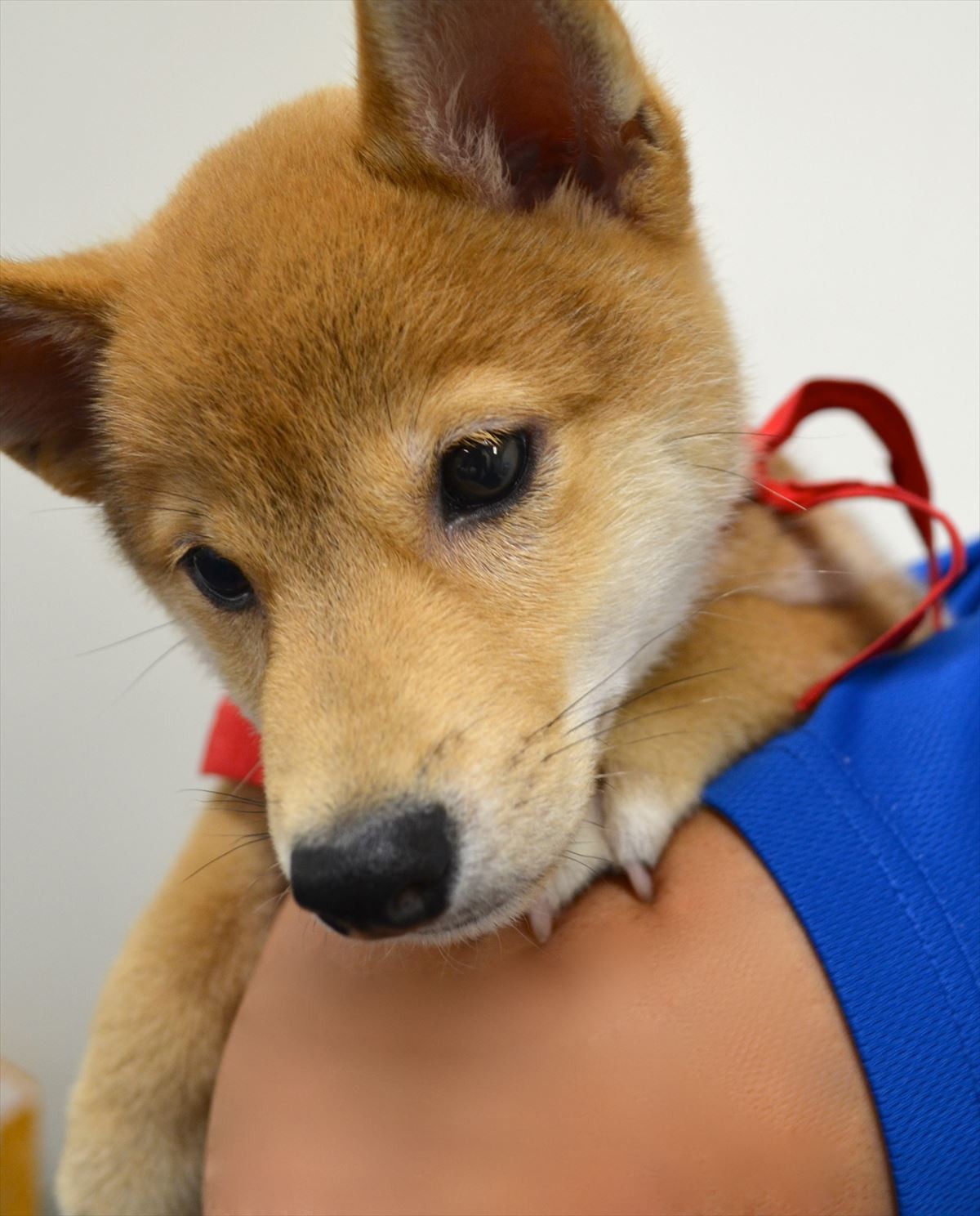 佐藤二朗「犬には全く興味なし」断言するも、実はマメシバ一郎にデレデレ