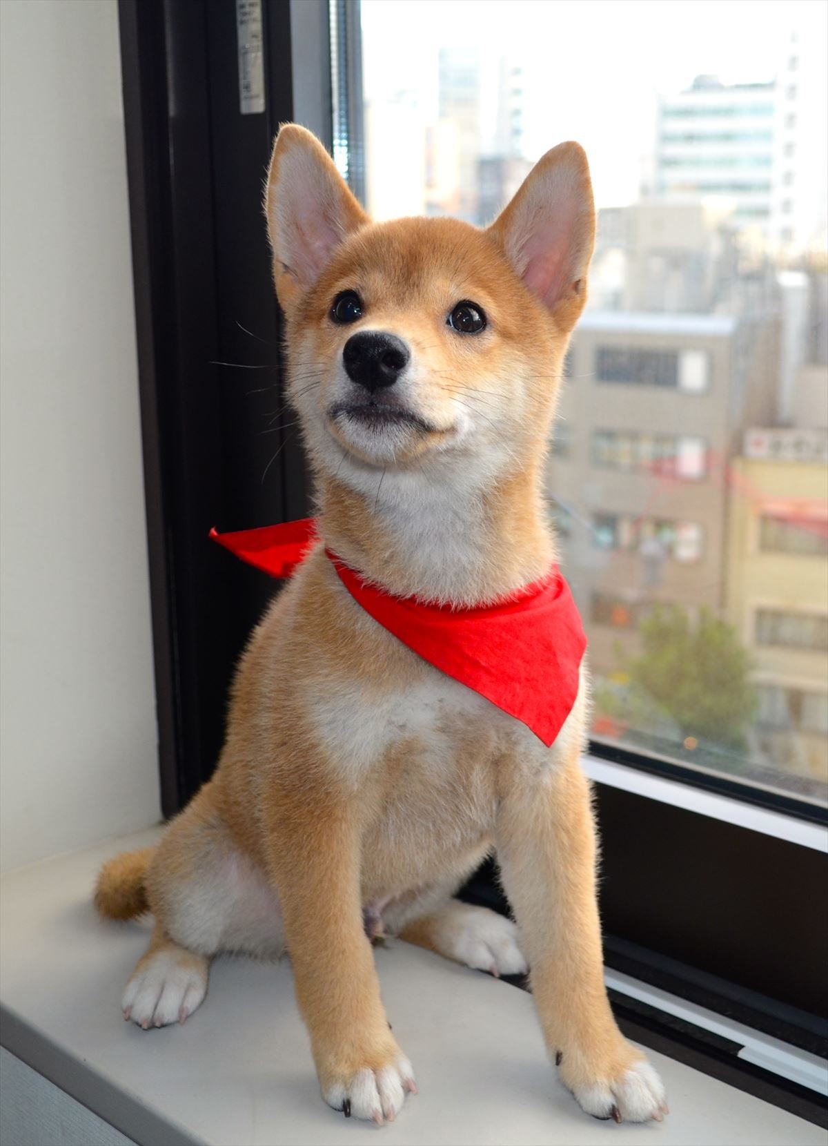 佐藤二朗「犬には全く興味なし」断言するも、実はマメシバ一郎にデレデレ