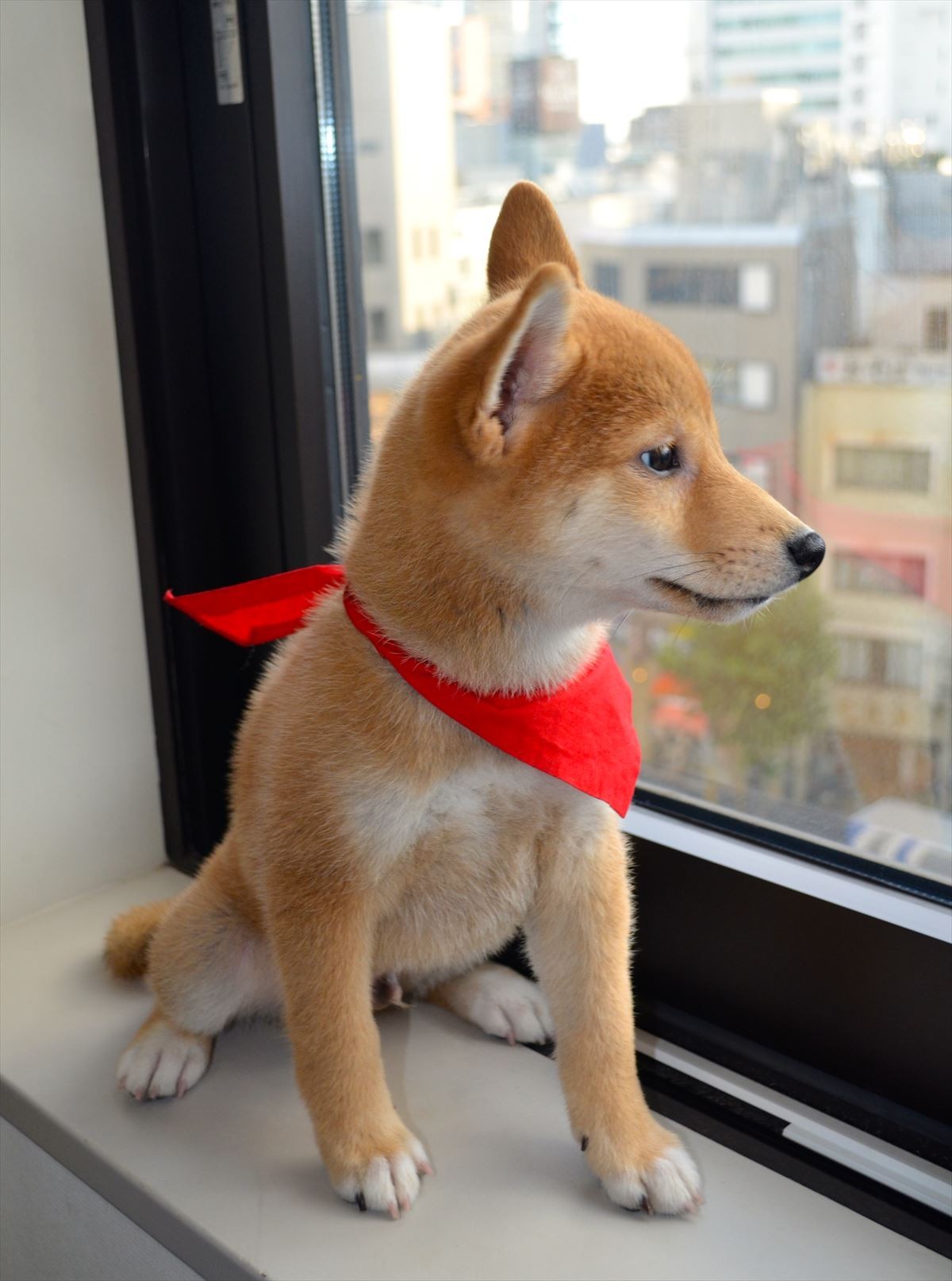 佐藤二朗「犬には全く興味なし」断言するも、実はマメシバ一郎にデレデレ