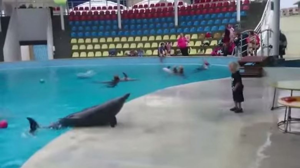 ＜動画＞イルカと子供がキャッチボール！上手に遊ぶ“2人”の姿に「信じられない！」