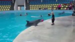 賢いイルカと子供のボール遊び