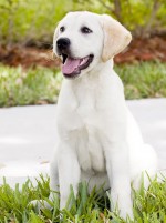 『マーリー 世界一おバカな犬が教えてくれたこと』がテレビドラマ化