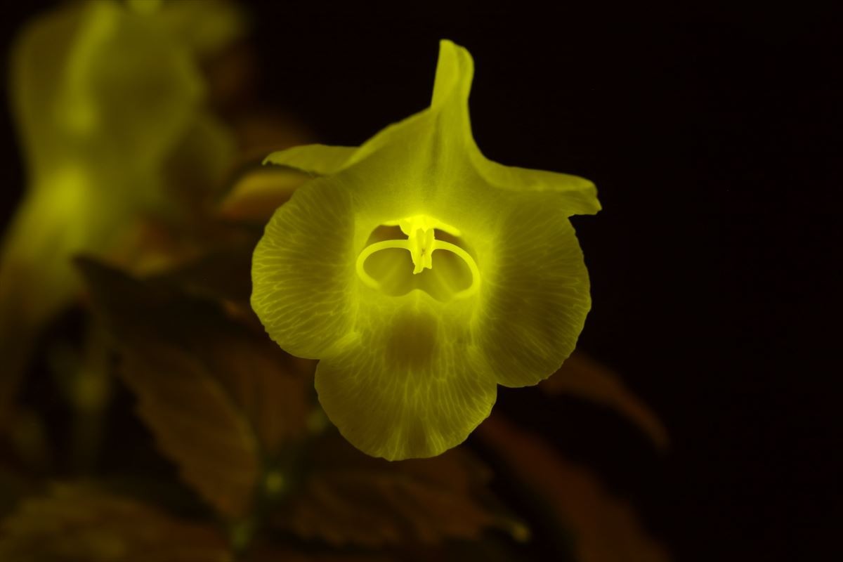 “光る花”世界初公開！　光の未知なる魅力に迫る展覧会開催