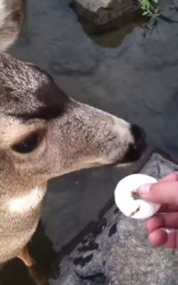 野鹿のドーナツ屋さん