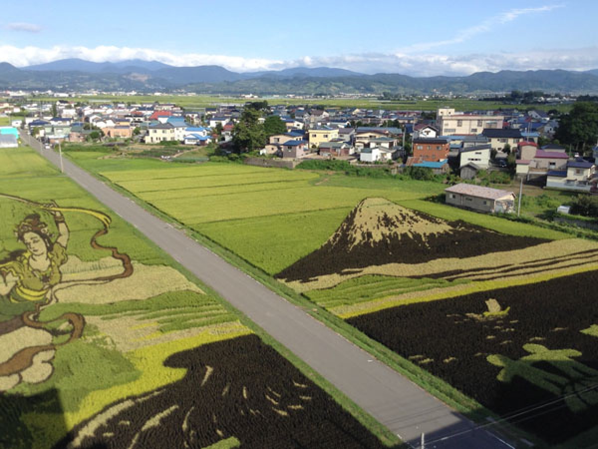 田んぼがキャンバスに…日本中に広がる「田んぼアート」が近代アートとコラボ