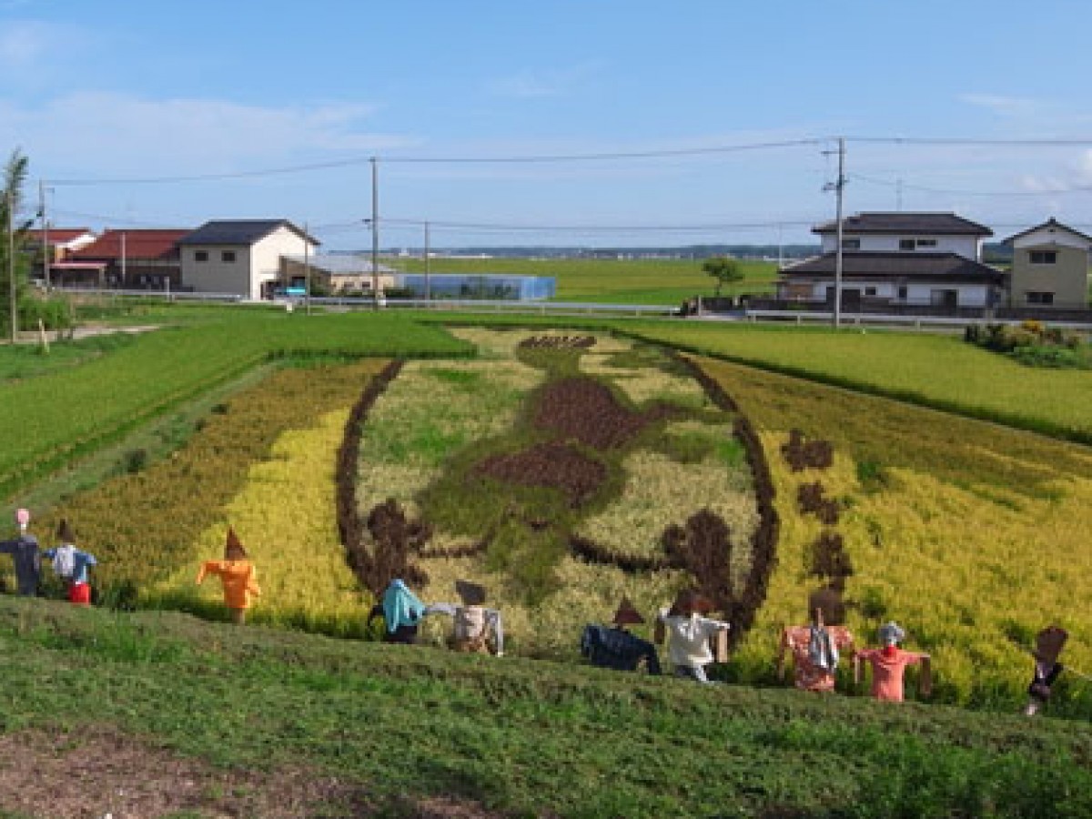 「田んぼアート」:絵が浮かび上がってきた